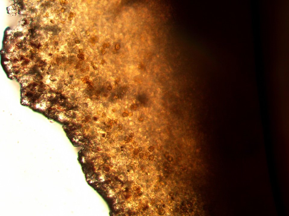 Crepidotus roseoornatus image