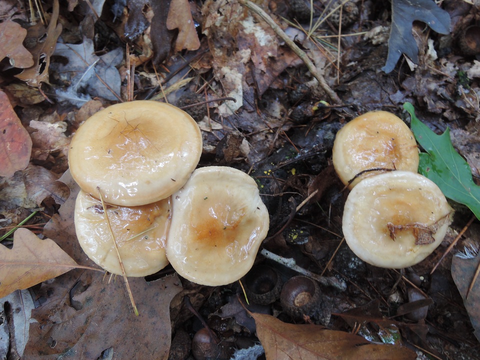 Hygrophorus glutinosus image