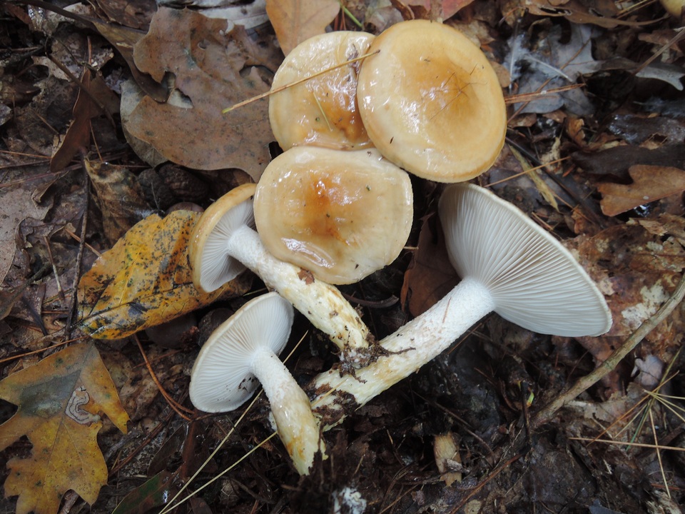 Hygrophorus glutinosus image