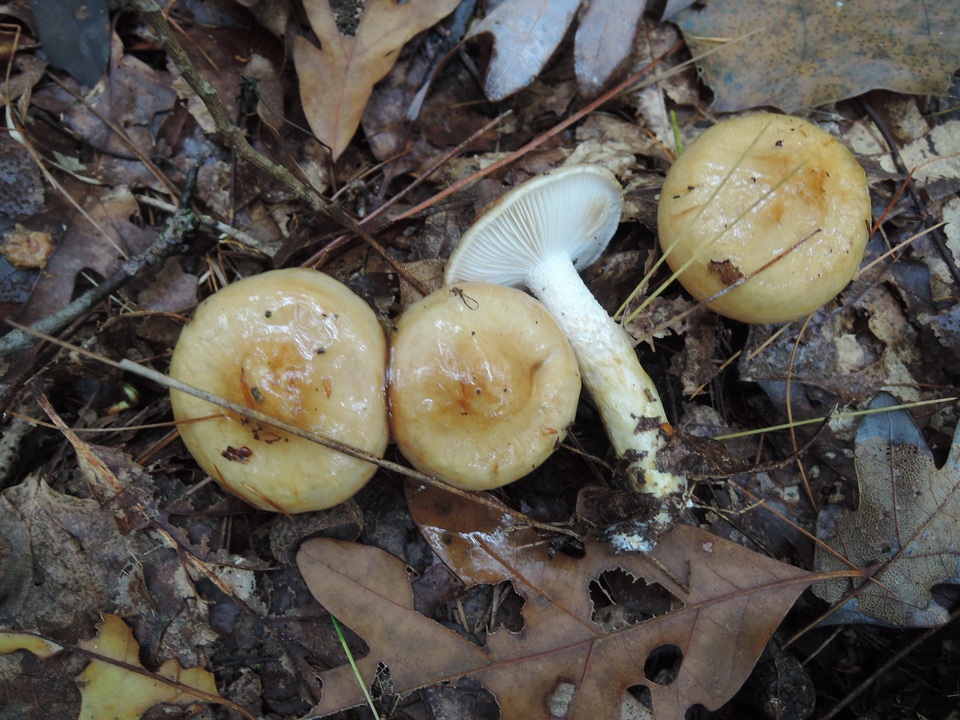 Hygrophorus glutinosus image