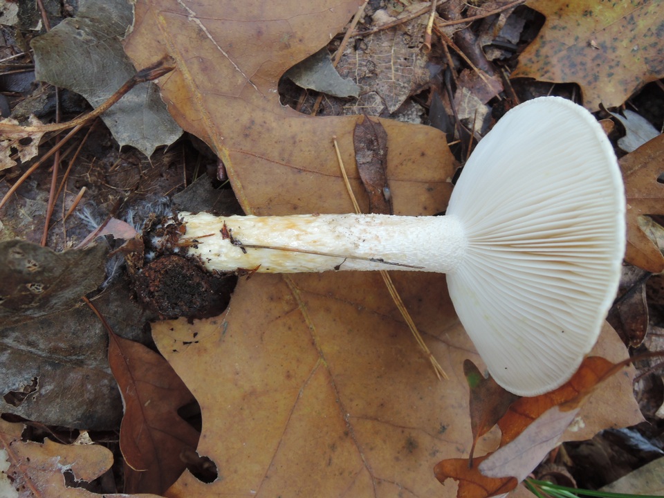 Hygrophorus glutinosus image