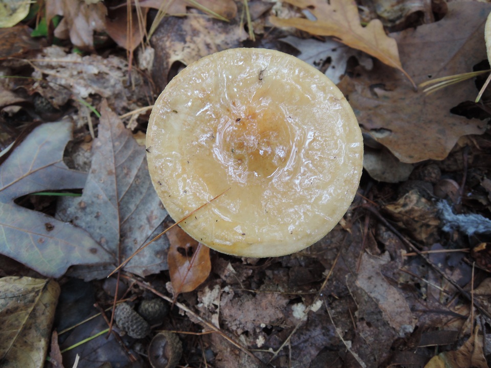 Hygrophorus glutinosus image