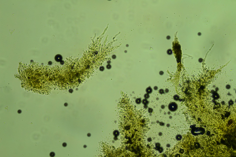 Odonticium laxum image