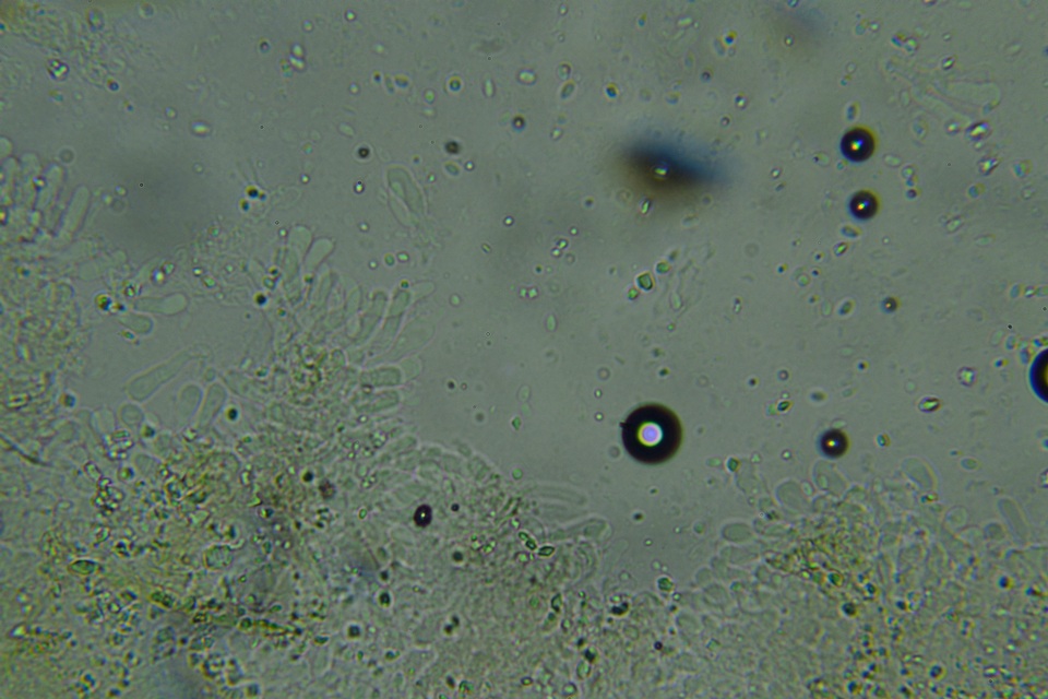 Odonticium laxum image