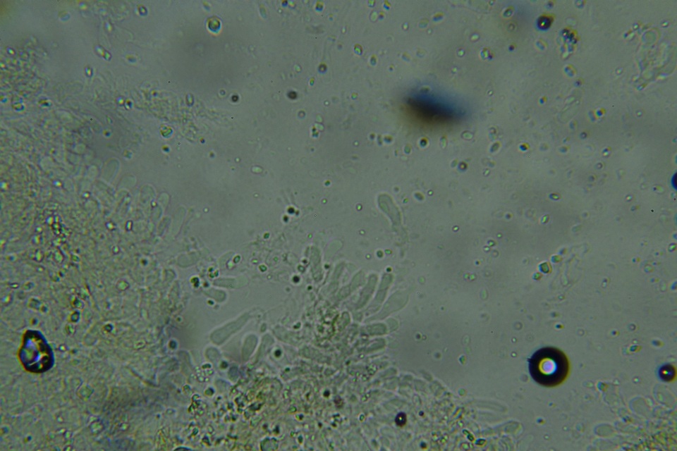 Odonticium laxum image
