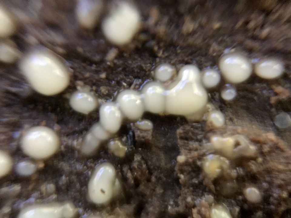 Helicogloea compressa image