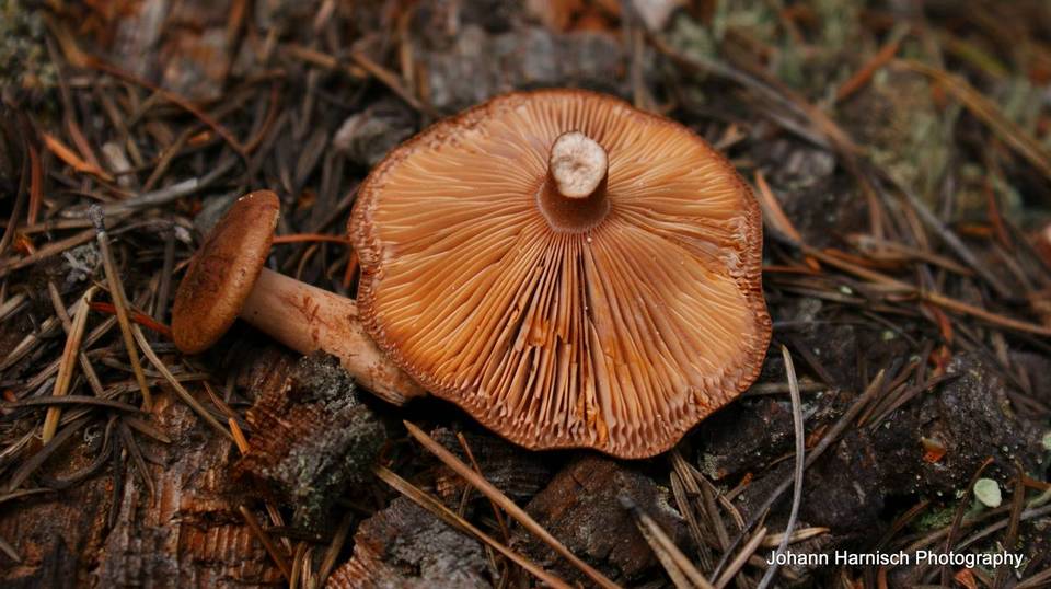 Lactarius rufus var. parvus image