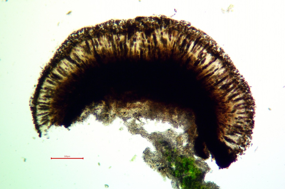 Buellia sequax image