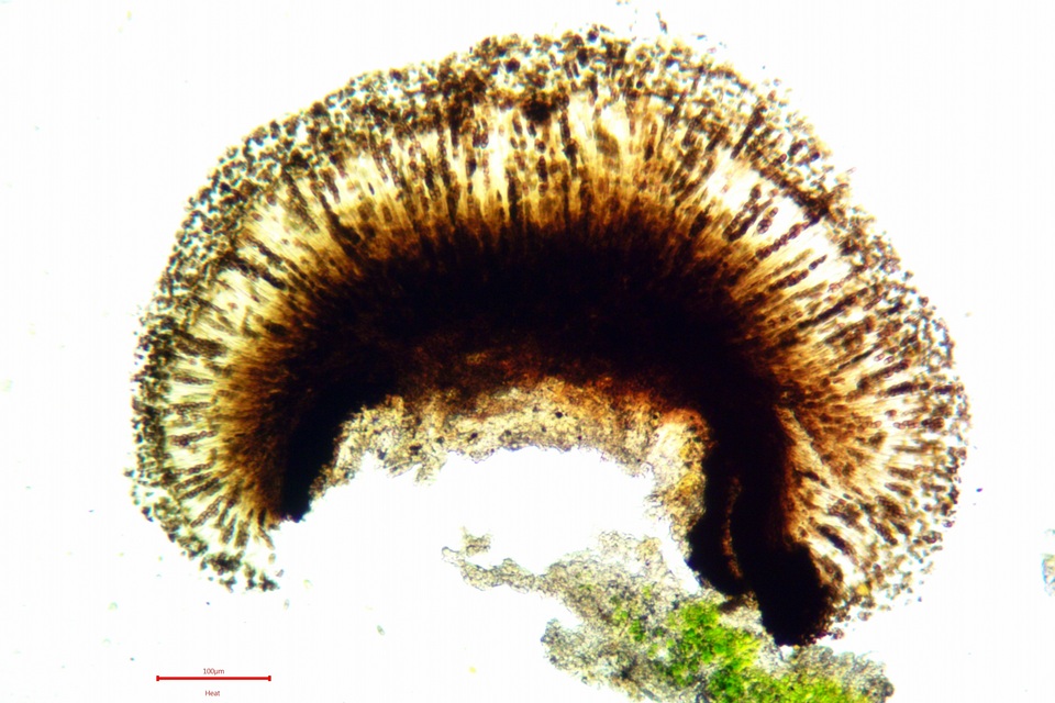 Buellia sequax image
