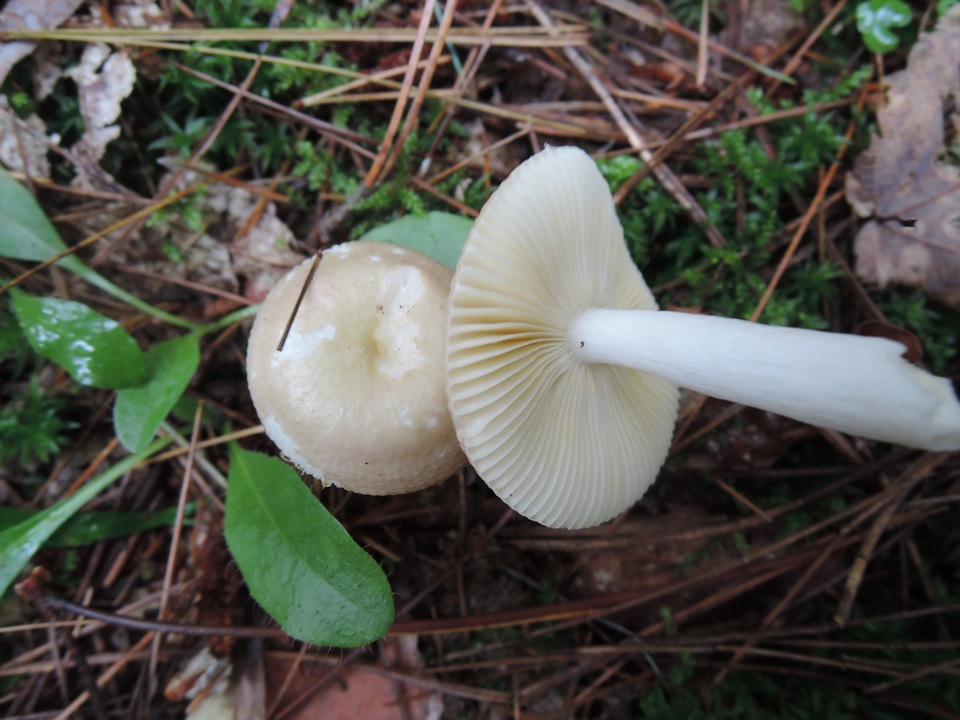 Russula versicolor image
