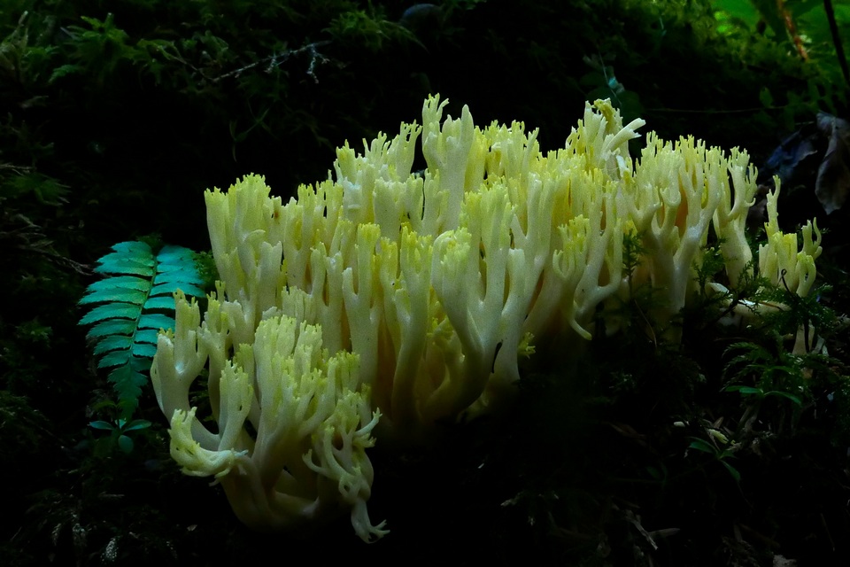 Ramaria cystidiophora image
