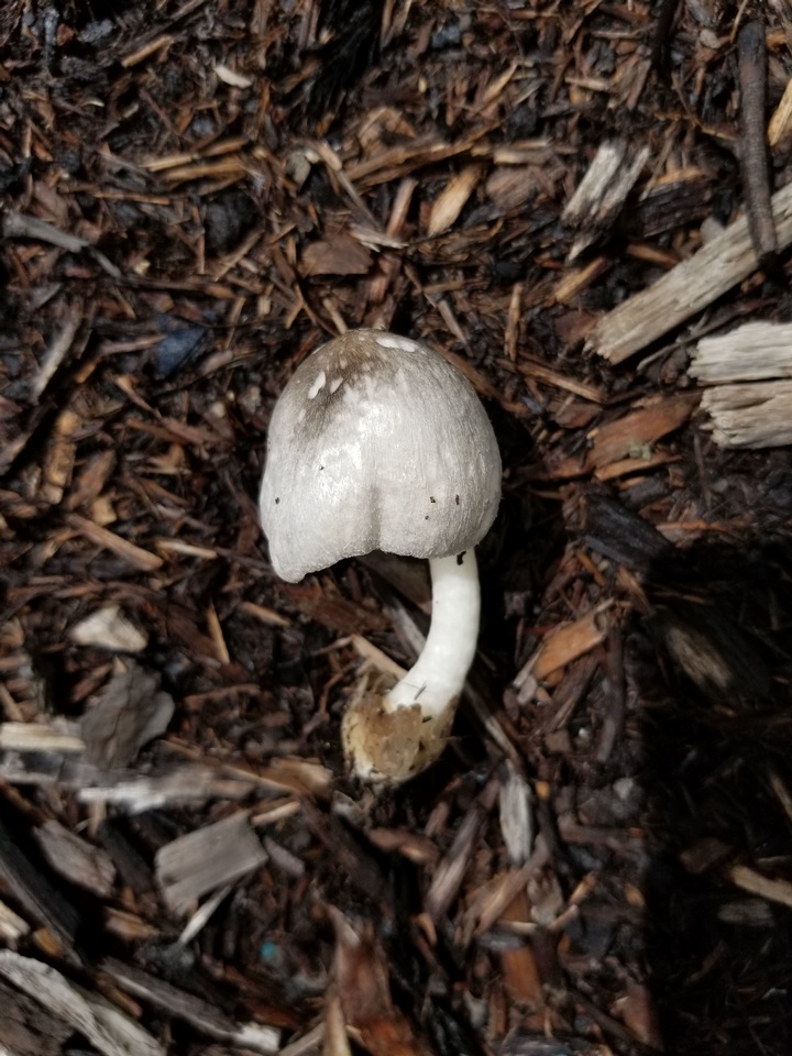 Volvariella taylori image