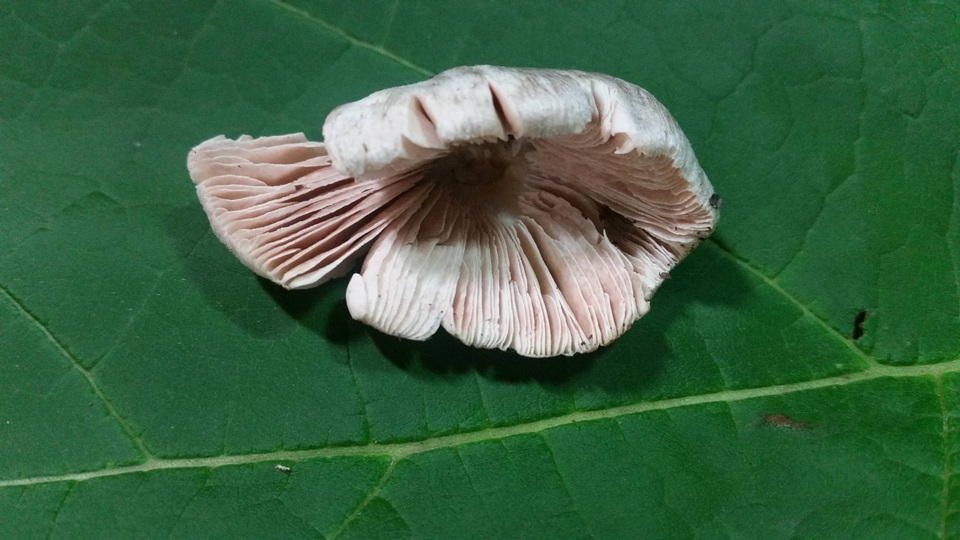 Volvariella taylori image
