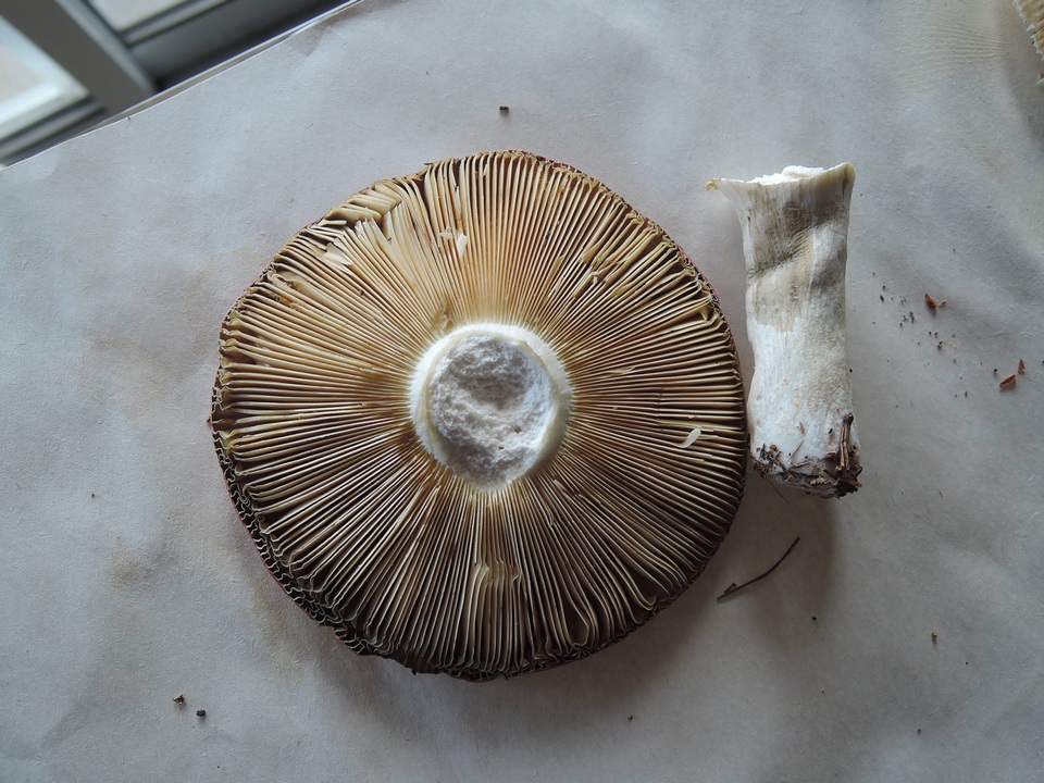 Russula vinosa image