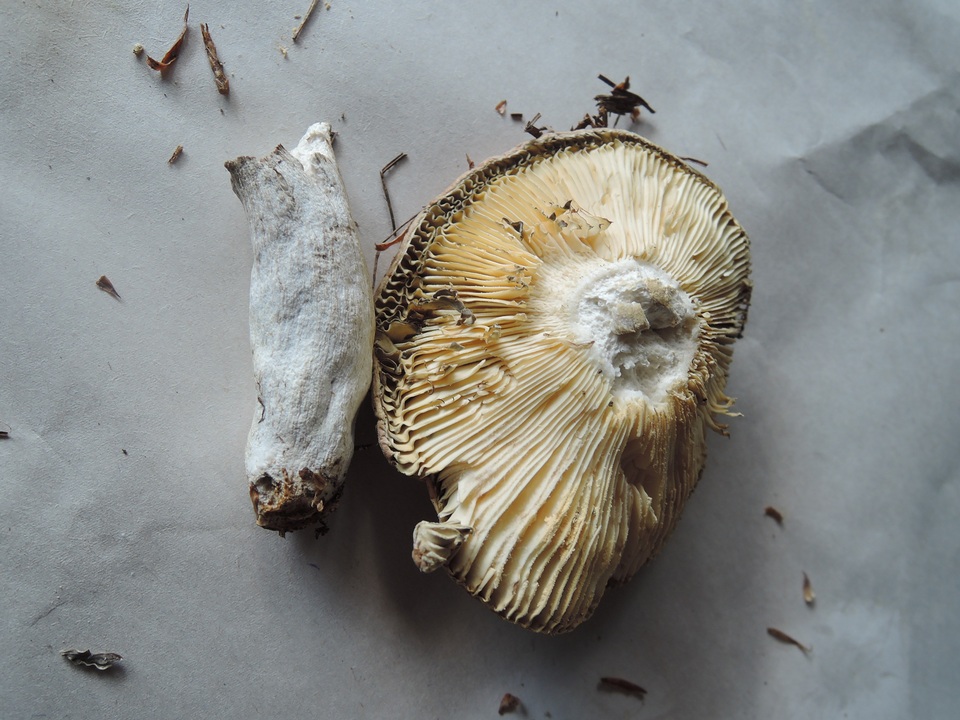 Russula seperina image