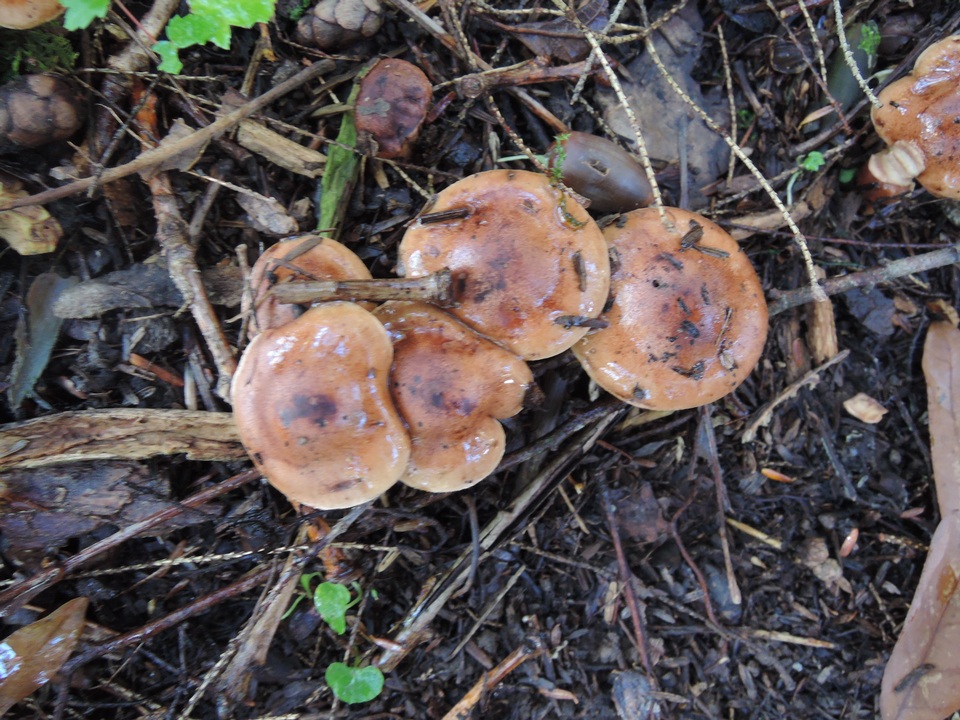 Tricholoma ustale image