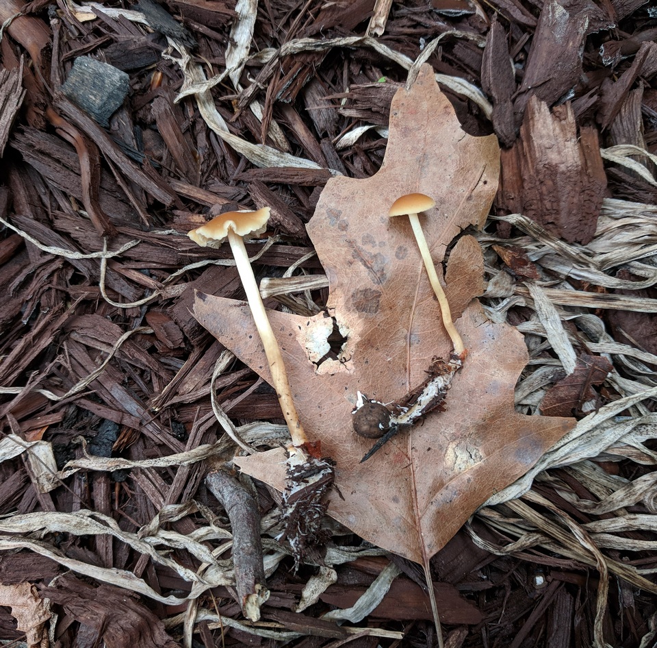 Agrocybe arvalis image