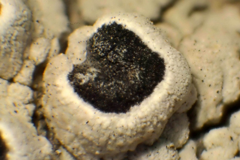 Thelomma californicum image