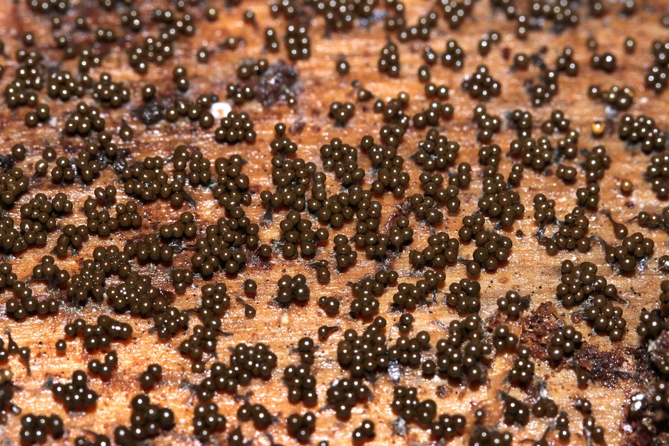 Trichia decipiens image
