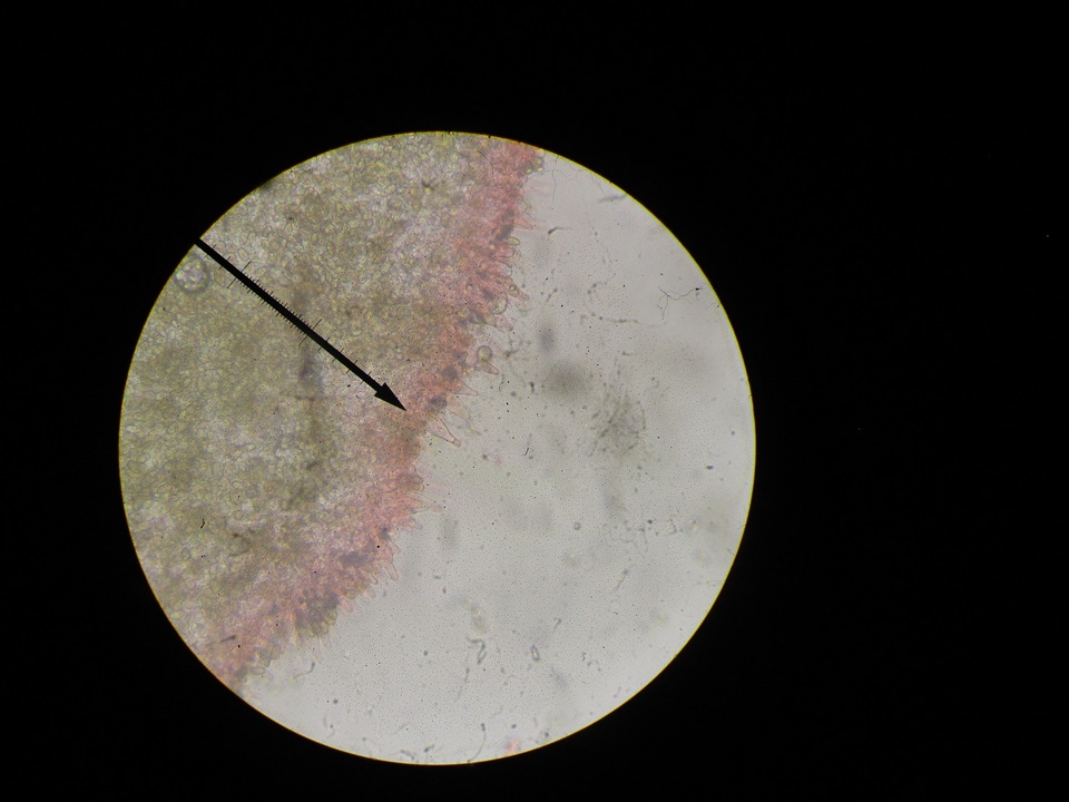 Agrocybe arvalis image
