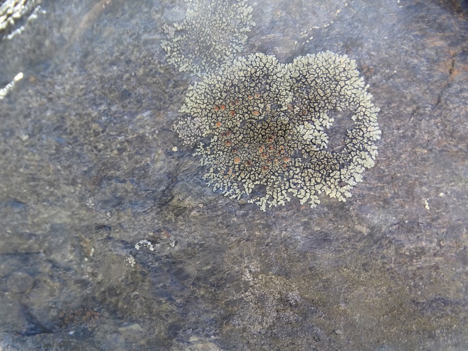 Lecanora sierrae image