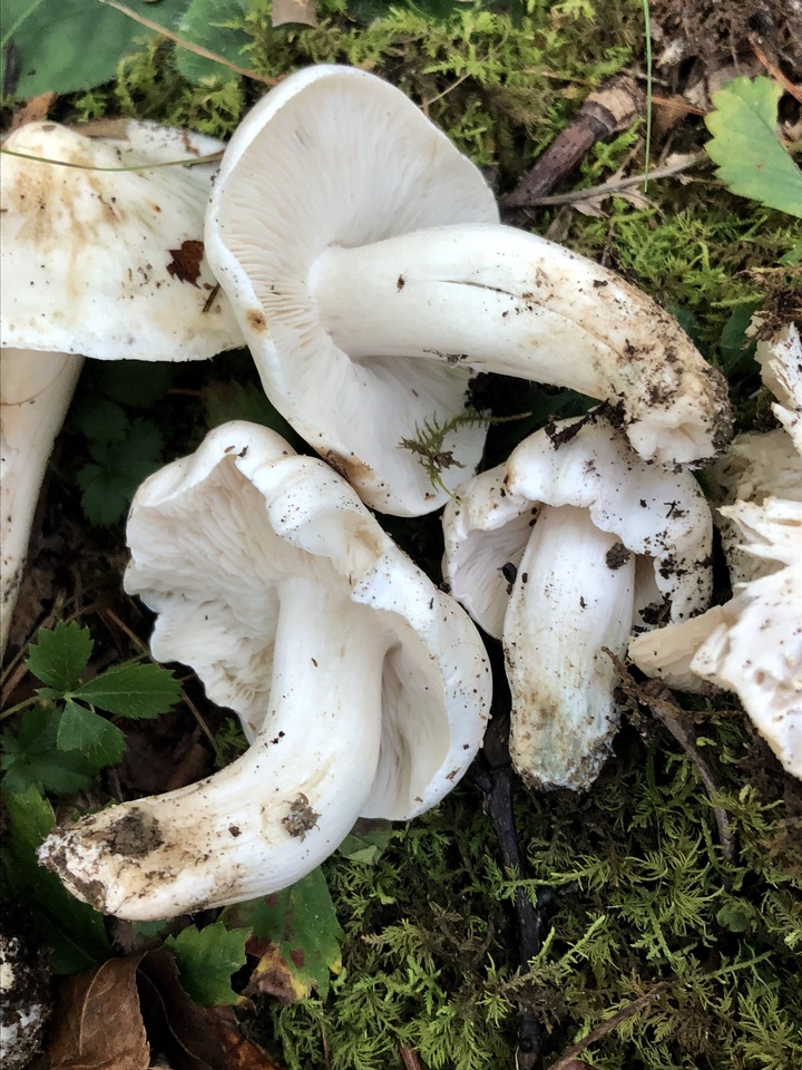Tricholoma album image