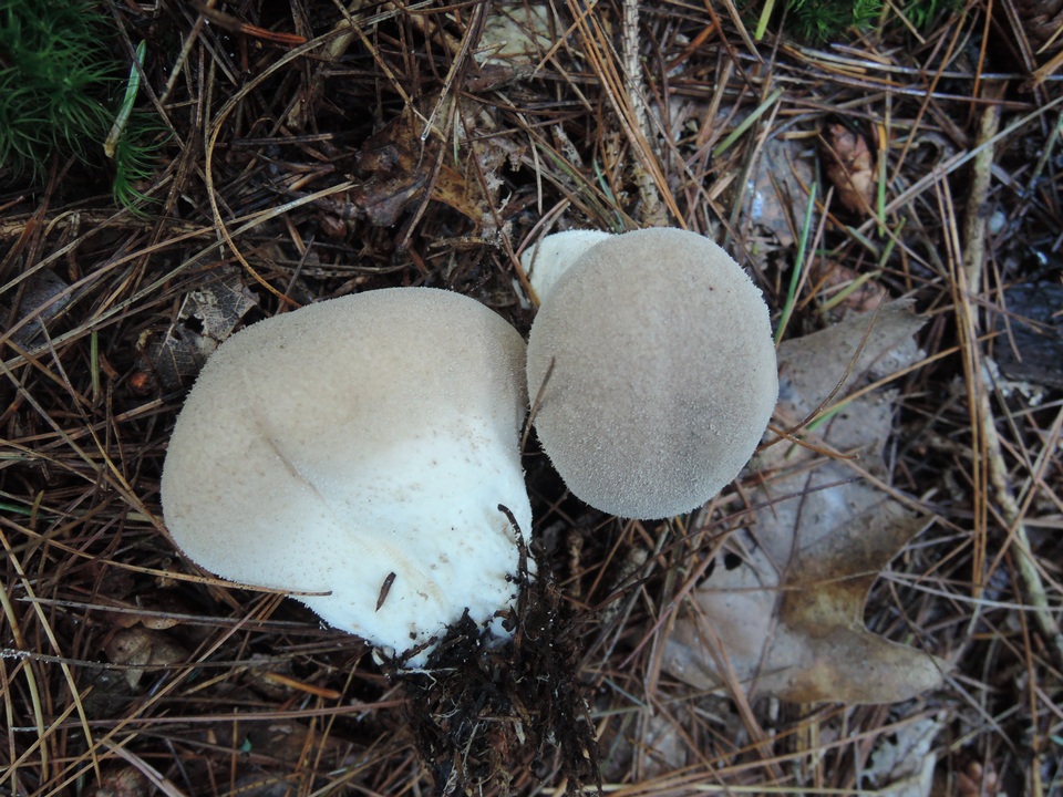 Lycoperdon lividum image