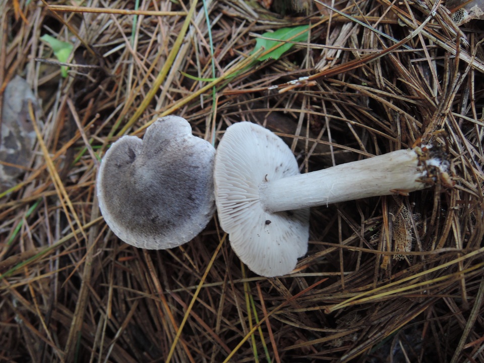 Tricholoma triste image