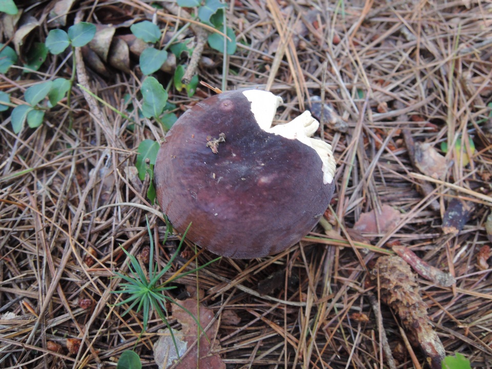 Russula amoenoides image