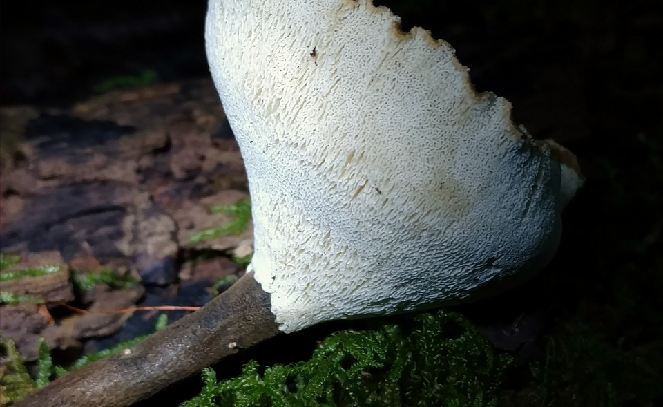 Nigroporus durus image