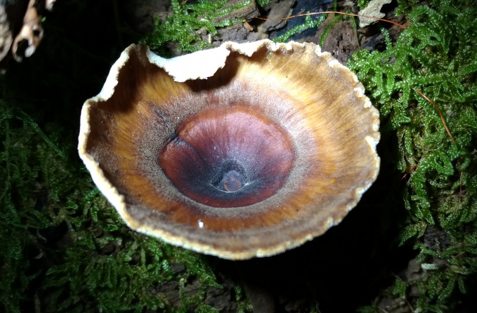 Nigroporus durus image