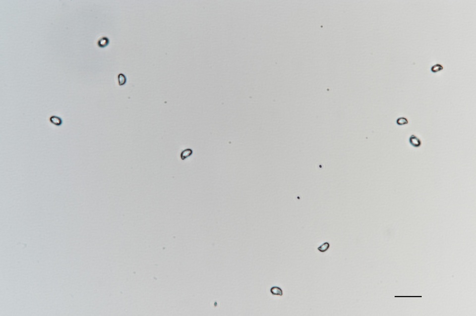Tricholoma album image