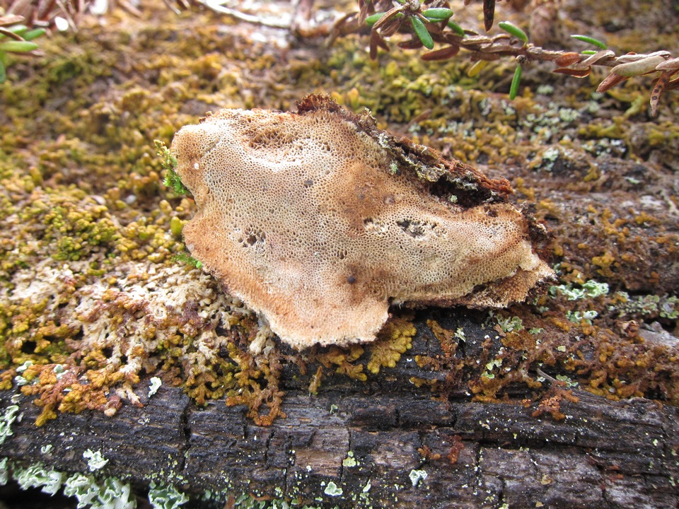 Anthoporia albobrunnea image