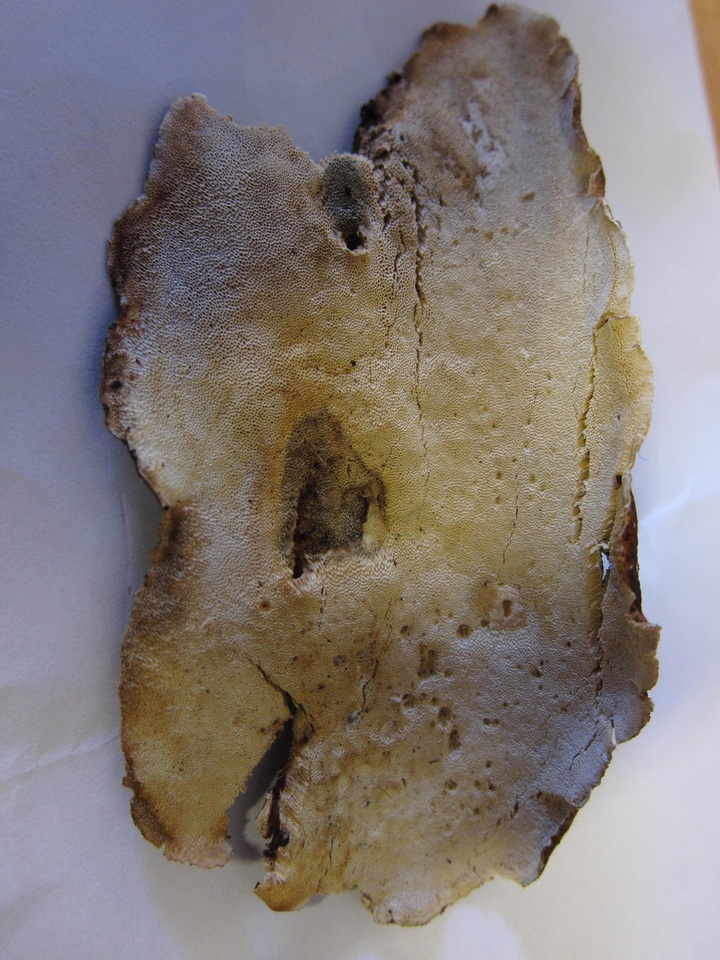 Anthoporia albobrunnea image