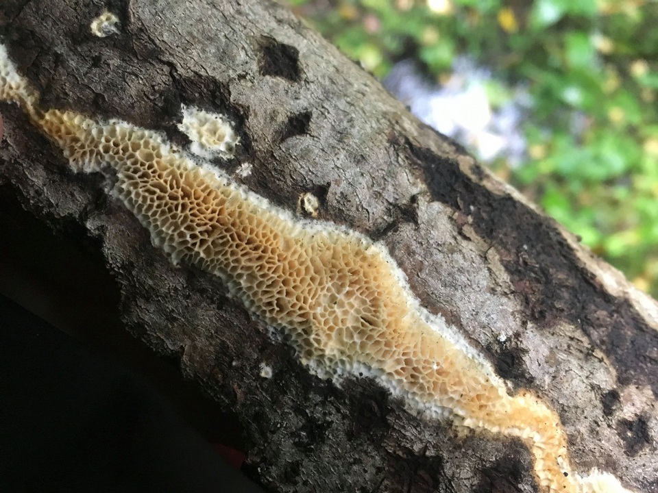Flavidoporia image
