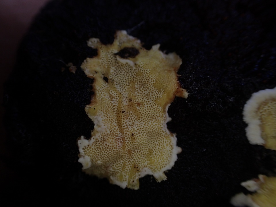 Flaviporus citrinellus image