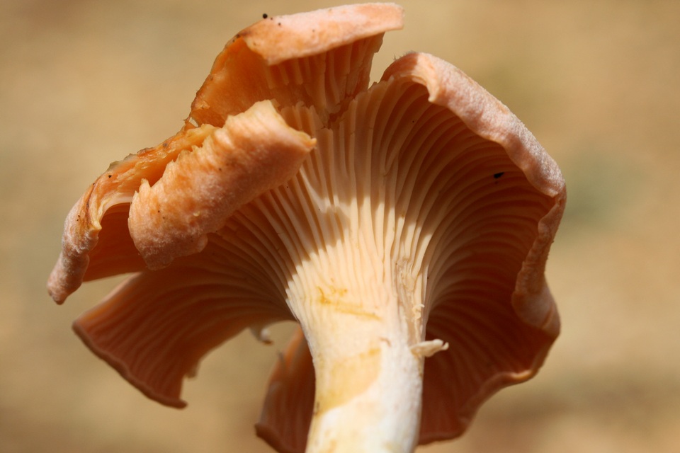 Cantharellus velutinus image