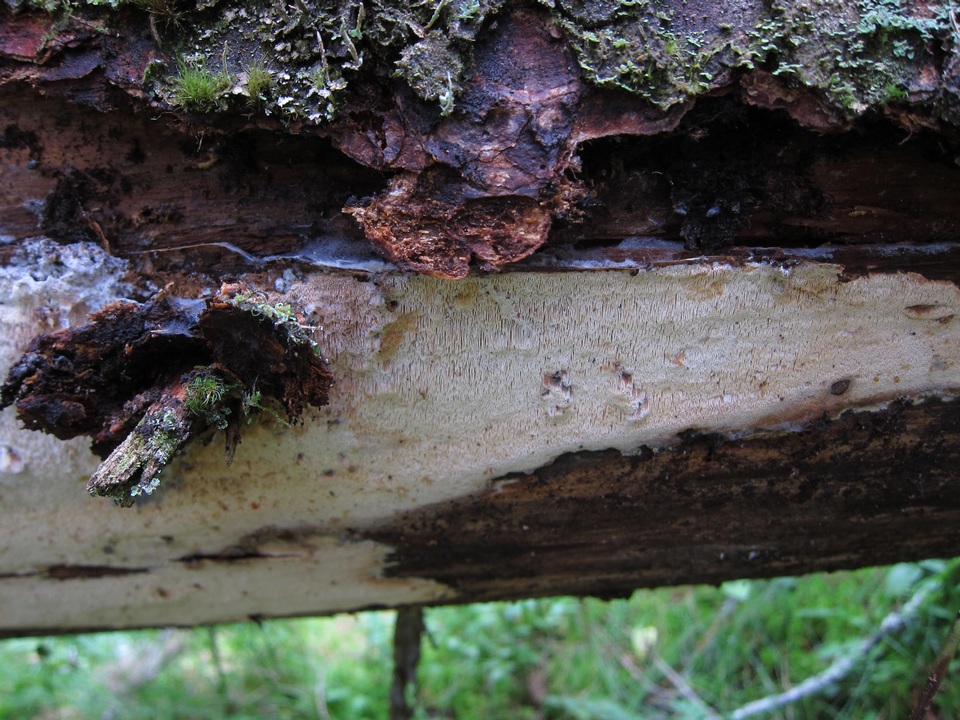 Junghuhnia luteoalba image