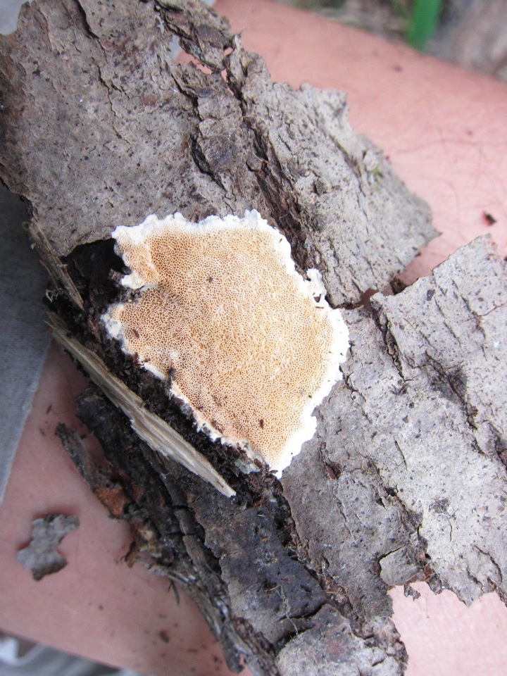 Junghuhnia nitida image