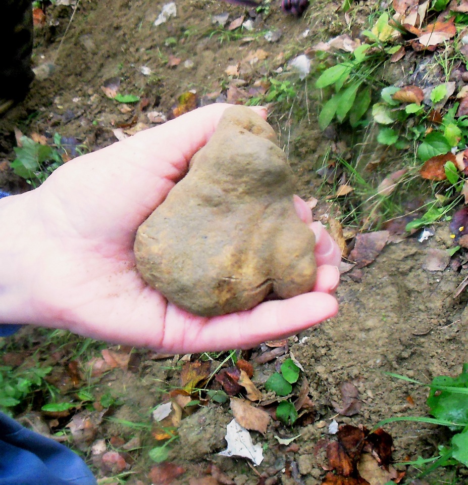 Tuber magnatum image