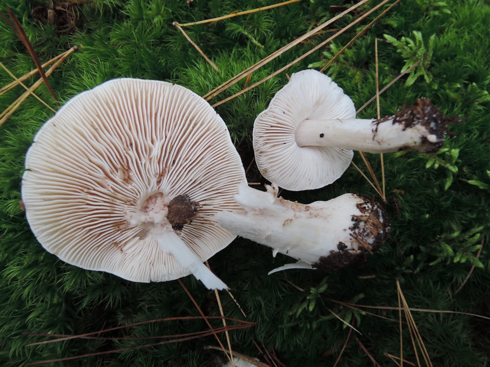 Tricholoma marquettense image
