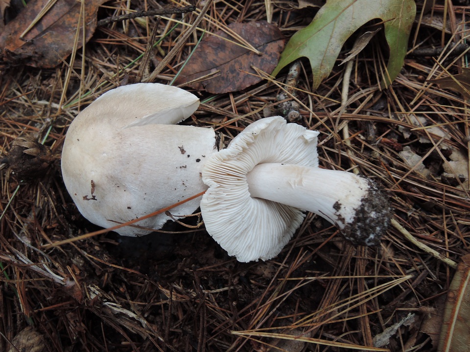 Tricholoma marquettense image