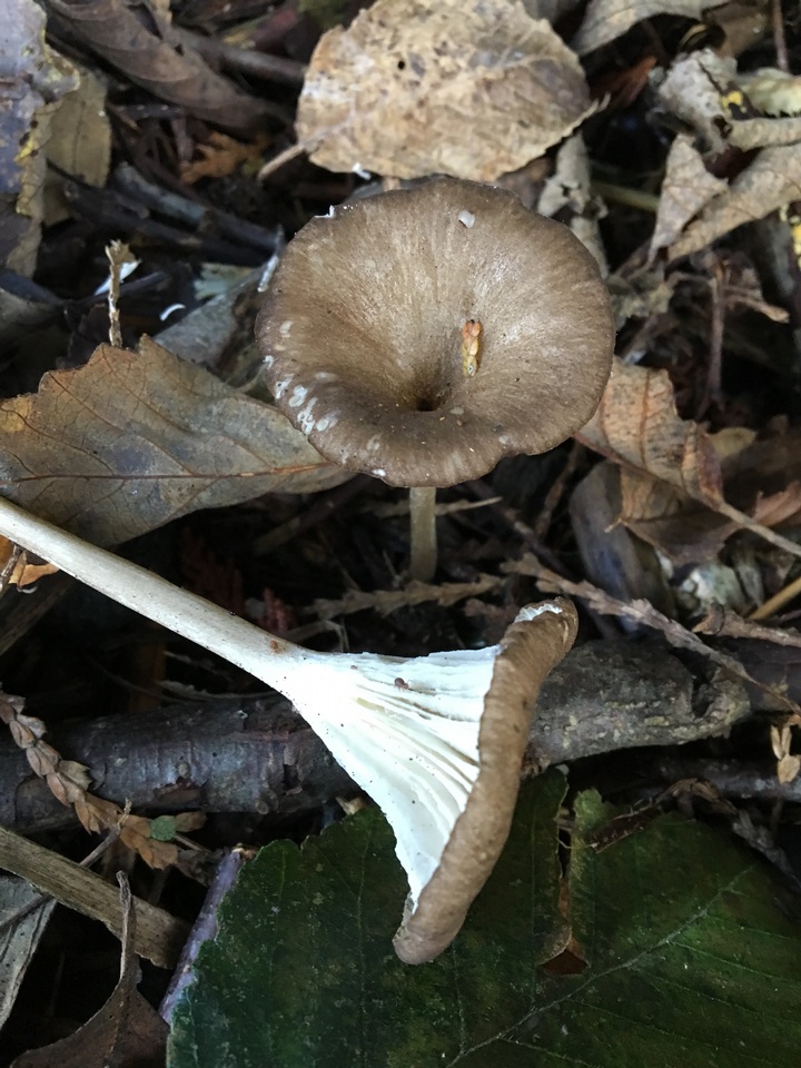 Clitocybula atrialba image