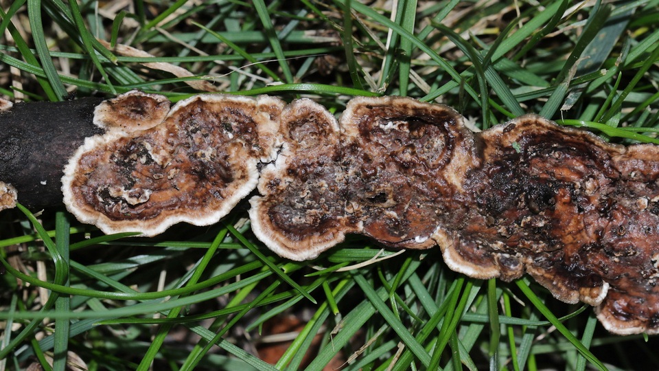 Hydnoporia tabacina image
