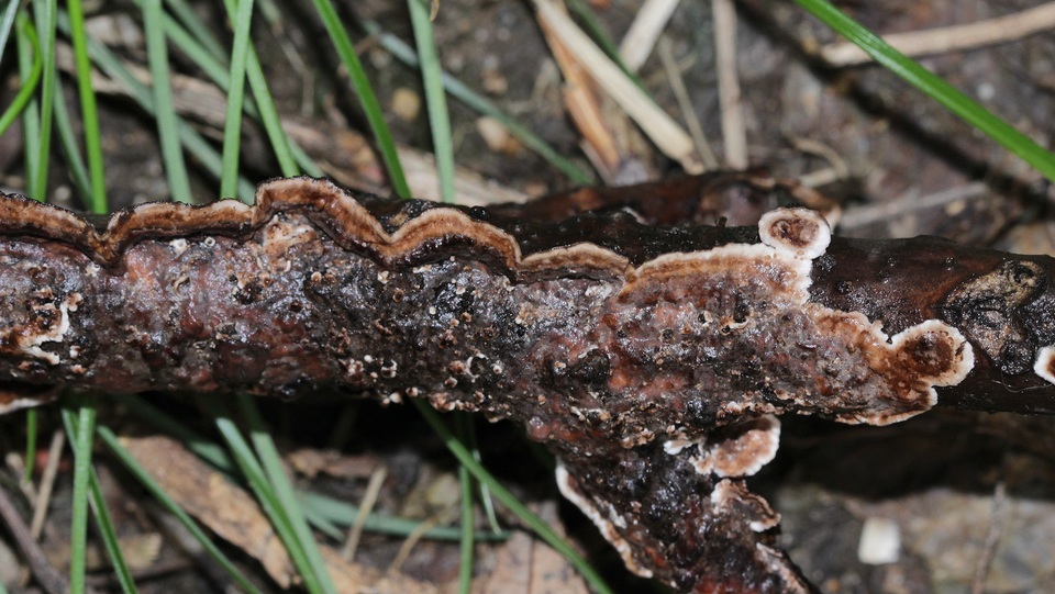 Hydnoporia tabacina image