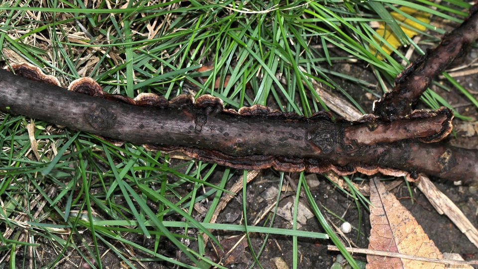 Hydnoporia tabacina image