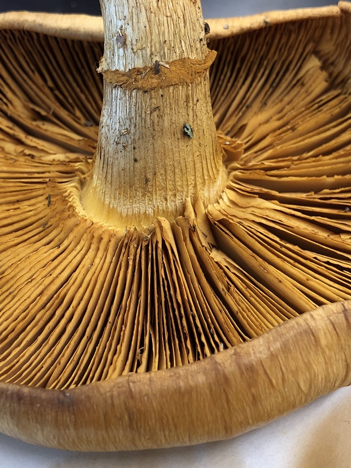 Gymnopilus luteus image