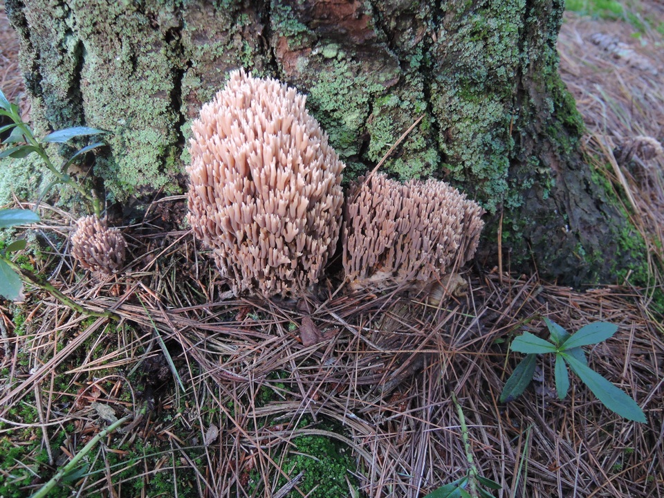 Ramaria concolor image