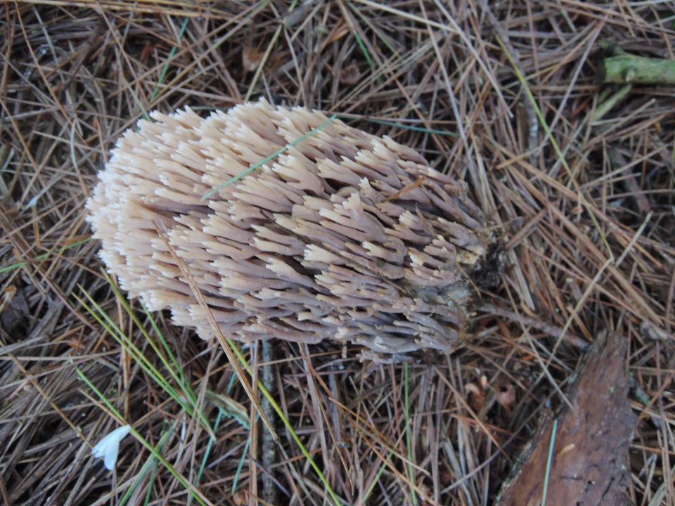 Ramaria concolor image