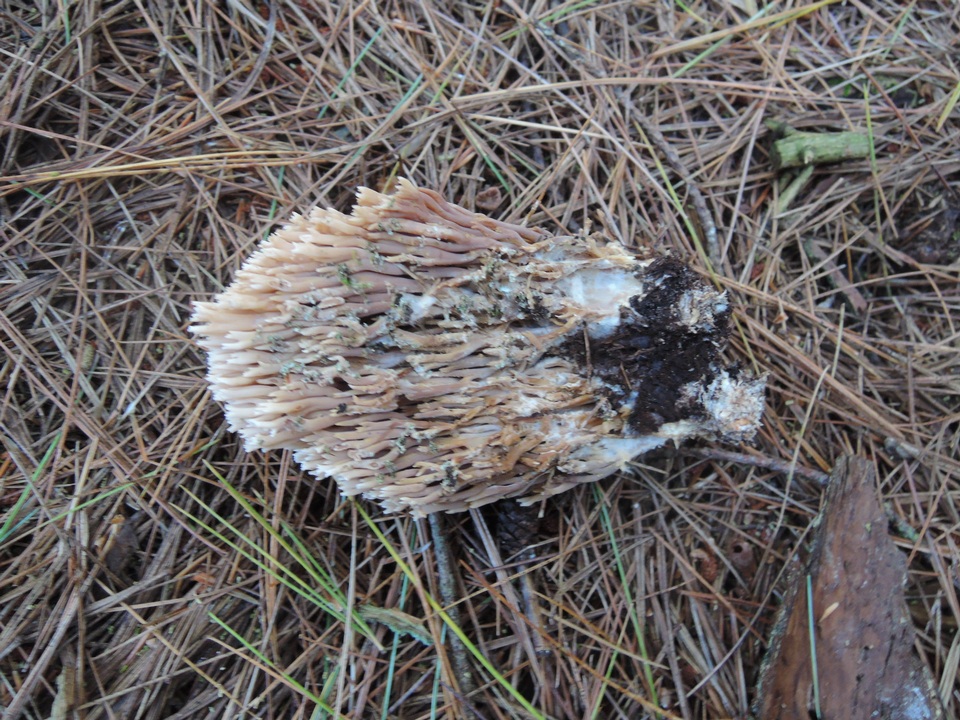 Ramaria concolor image